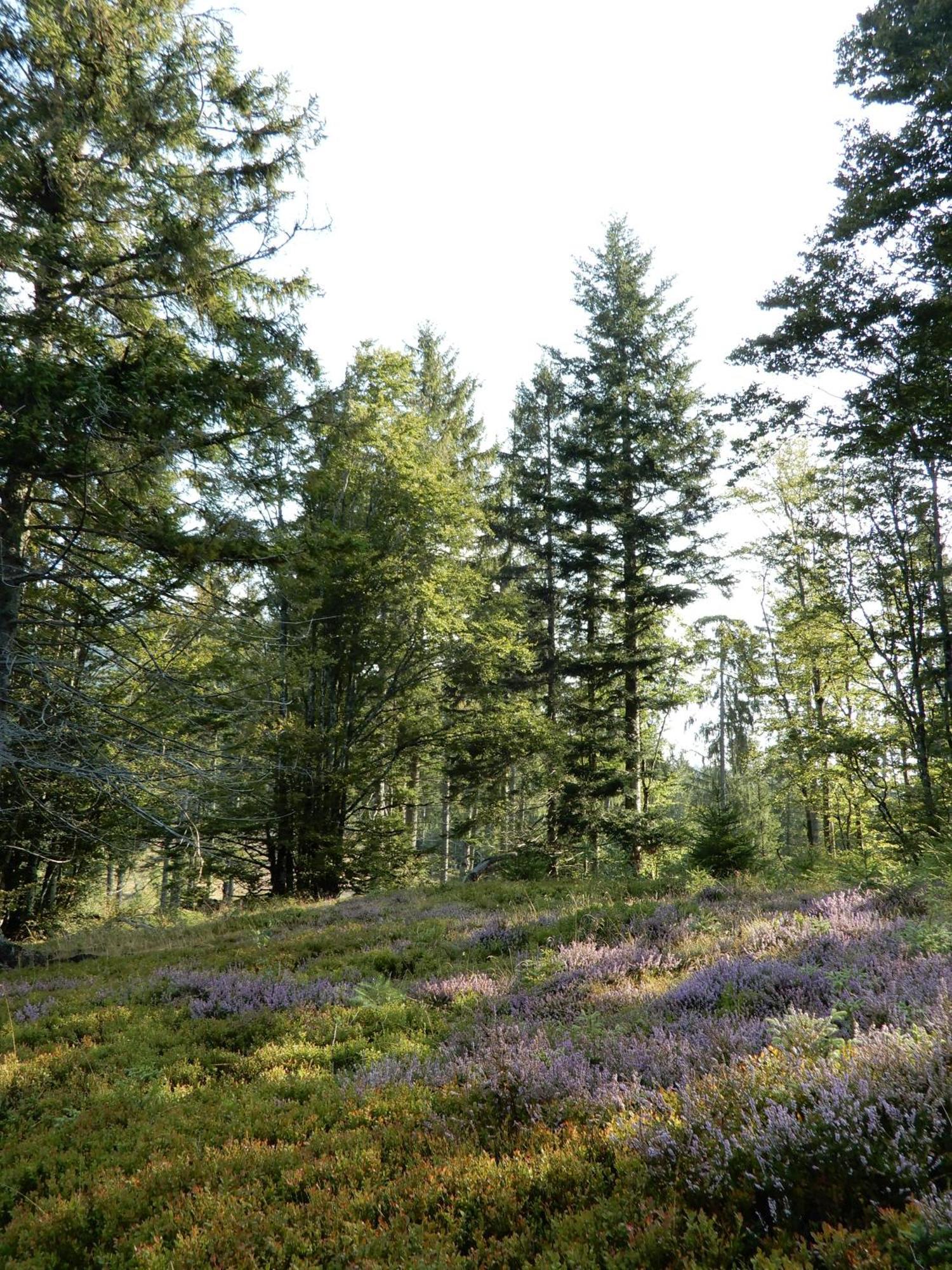 Gartenferienhaus "Annaluise" Schönau im Schwarzwald Extérieur photo